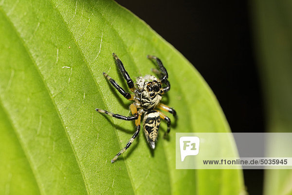 Costa Rica  Springende Spinne auf Blatt