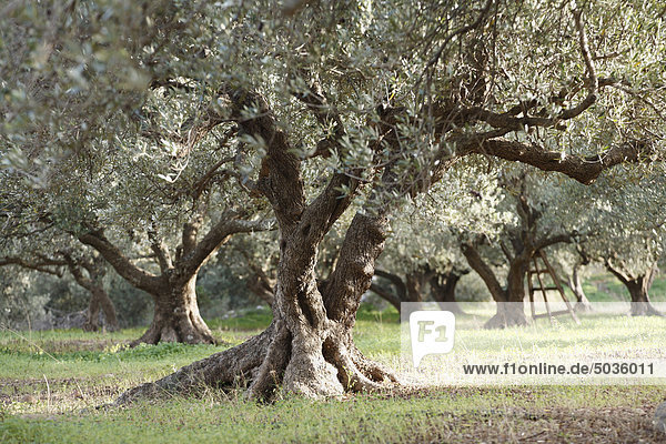 Griechenland  Kreta  Olivenbaum im Olivenhain