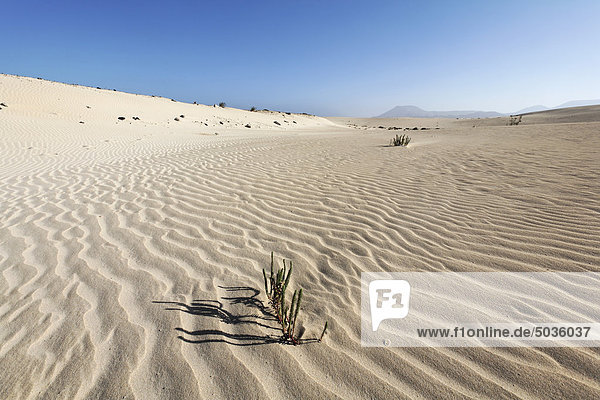 Spanien  Kanarische Inseln  Fuerteventura  Einzelpflanzen in den Dünen von Corralejo
