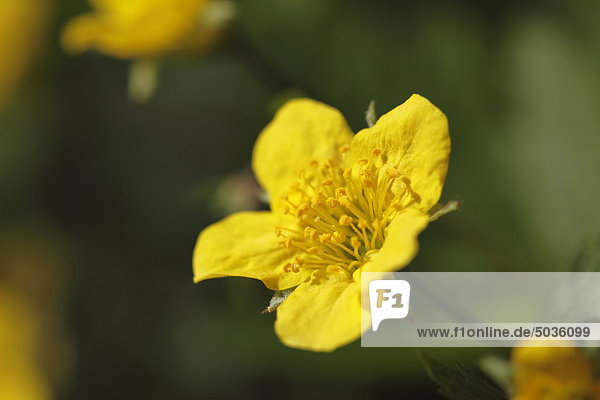 Deutschland Blick auf waldsteinia gelbe Blume