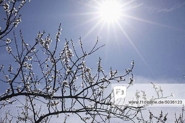 Österreich  Niederösterreich  Wachau  Aprikosenblüte mit Sonne