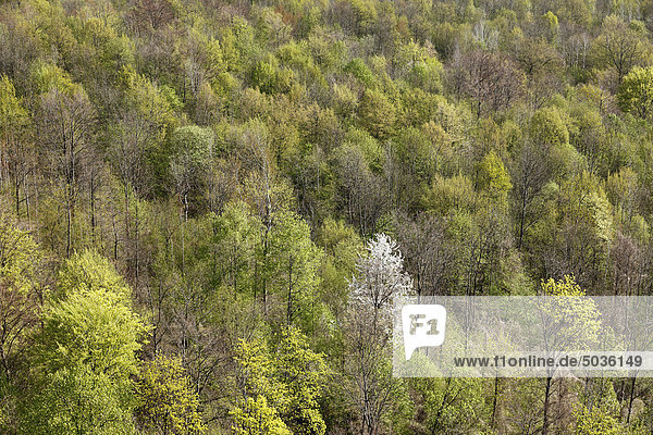 Deutschland  Bayern  Franken  Fränkische Schweiz  Walberla  Blick auf Laubwald am Berg im Frühjahr