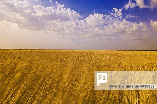 Bereich der windverblasen mündig Weizen in der Nähe von La Salle  Manitoba  Kanada