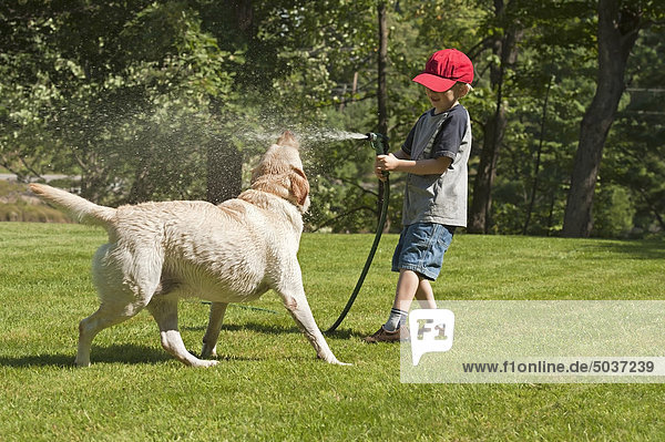 Junge Sprühen sein yellow Labrador Retriever Hund mit Wasser aus der Schlauch  Ontario