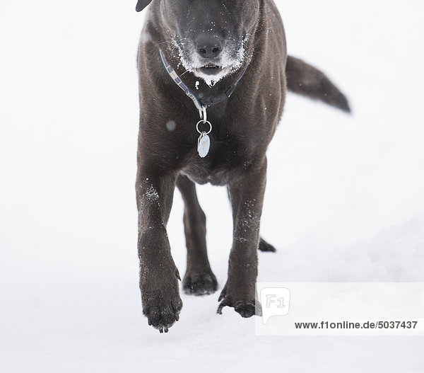Frost-covered face of a senior chocolate Labrador retriever  Assiniboine Forest  Winnipeg  Manitoba  Canada