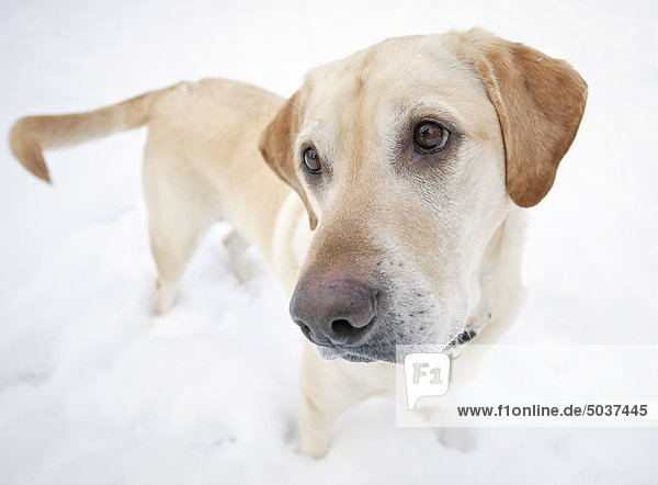 Porträt von einem ständigen yellow Labrador Retriever Hund im Schnee  Winnipeg  Manitoba  Kanada