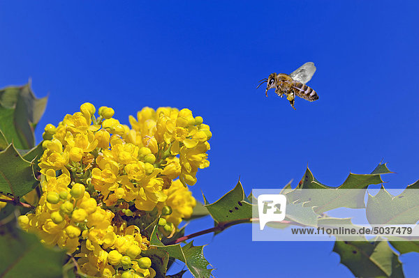 Biene fliegt zur Blüte