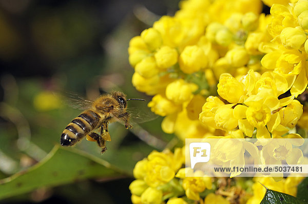 Biene fliegt zur Blüte