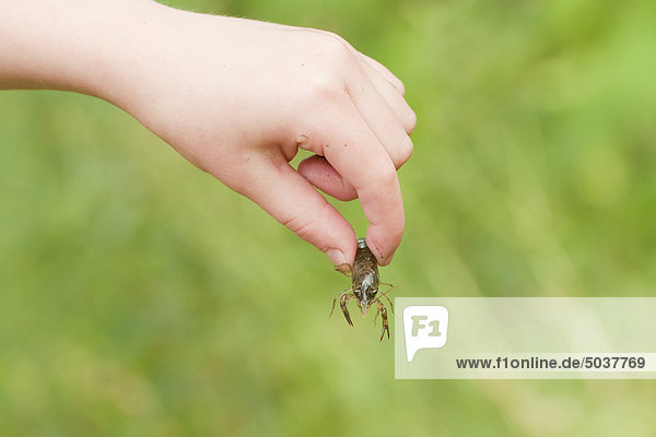 Hand of young boy holding crayfish  Ontario  Canada
