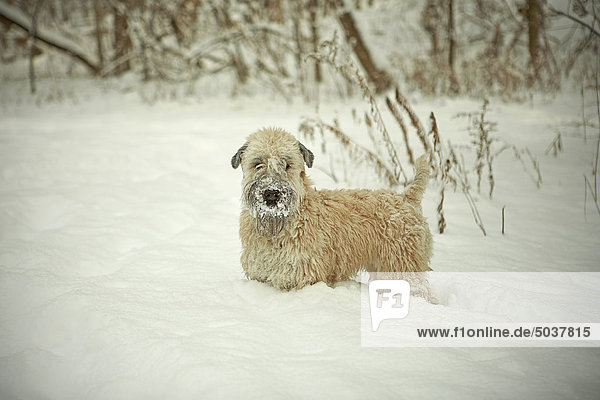 Verschneite ein-jährige Wheaten Terrier in Wäldern  Toronto  Ontario  Kanada