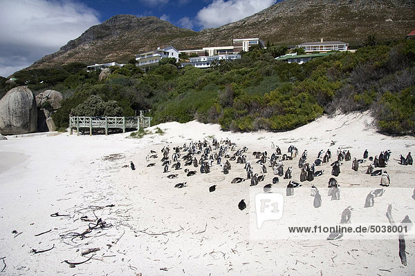 Südliches Afrika Südafrika Kaiserpinguin Aptenodytes forsteri Außenaufnahme Strand Stadt groß großes großer große großen