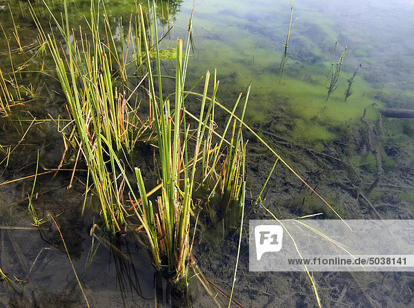 Marsh Algen  Vermillion Seen  Banff-Nationalpark  Alberta  Kanada