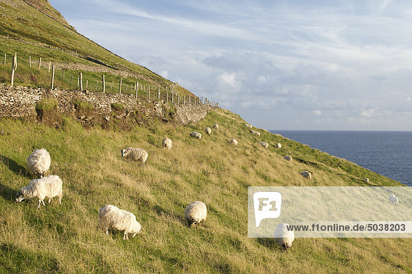 Grasende Schafe  Slea Head  Dingle-Halbinsel  County Kerry  Irland