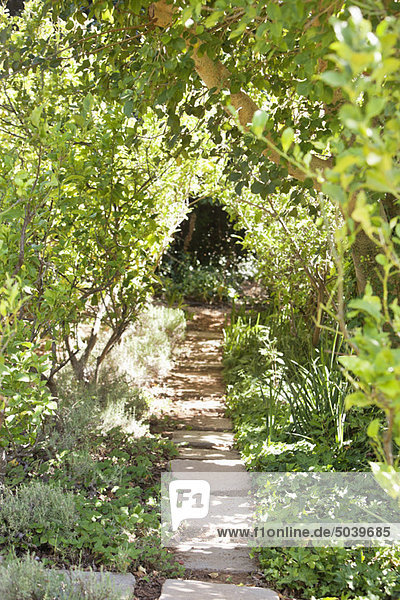 View of walkway between trees