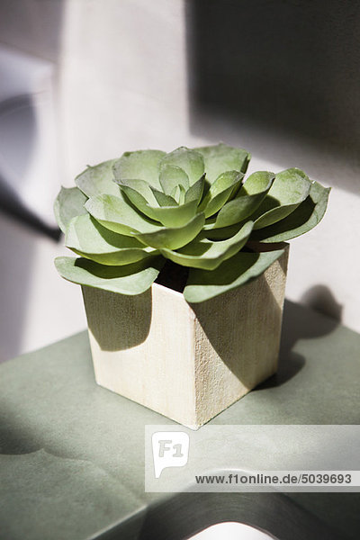 Close-up of a succulent plant growing in a pot