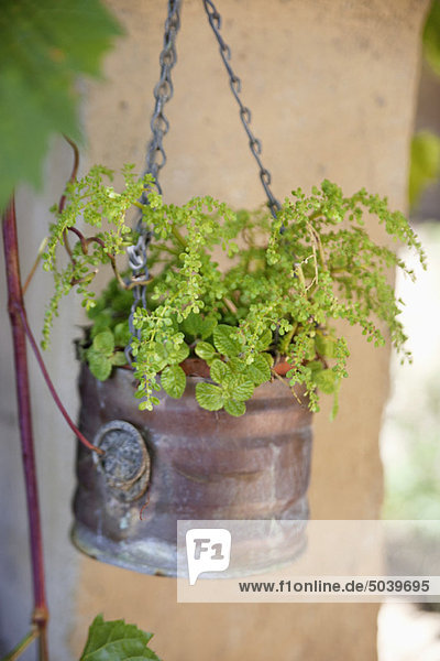 Close-up of a potted plant