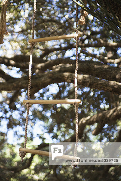 Close-up of rope ladder hanging from tree