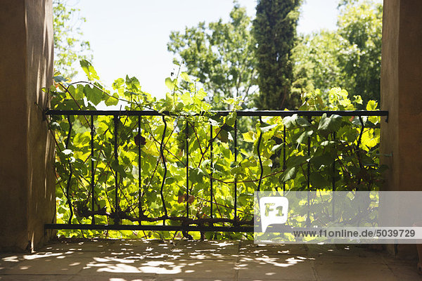 Creepers covering metal grate