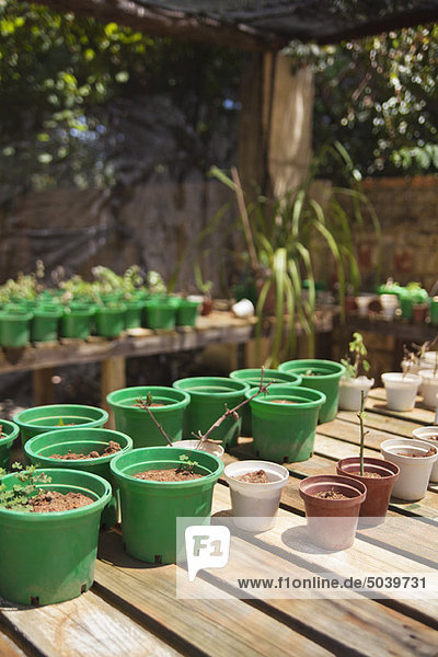 Flower pots on wooden planks