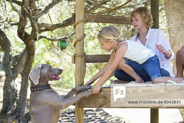 Children playing with a dog in tree house