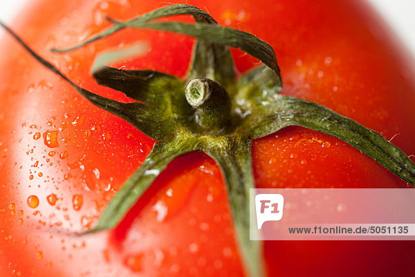 Tomatenstiel  Nahaufnahme