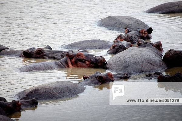 Herd of Hippos cooling off