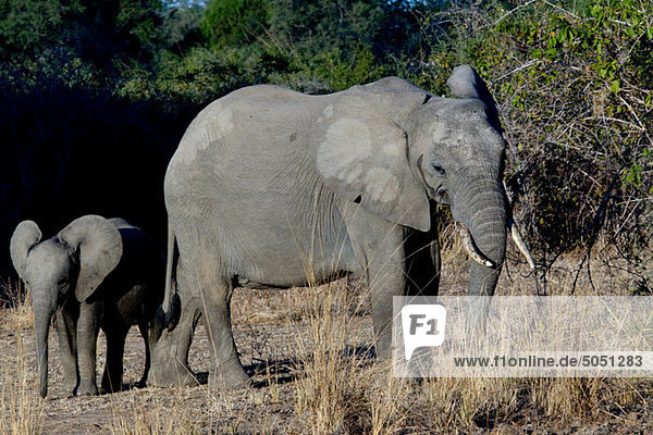 Weibchen und Elefantenbaby