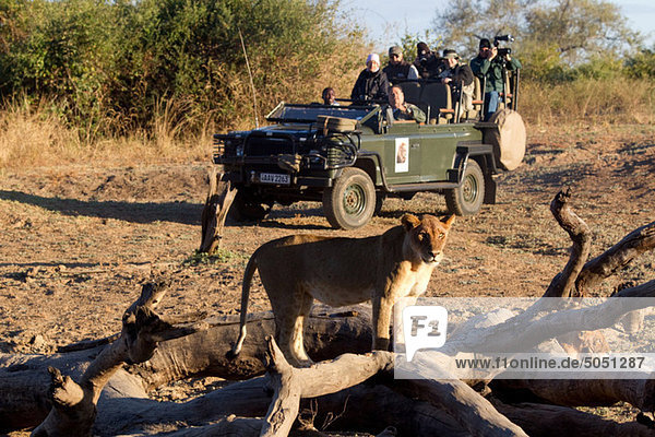 Touristen auf Safari mit Blick auf die Tierwelt