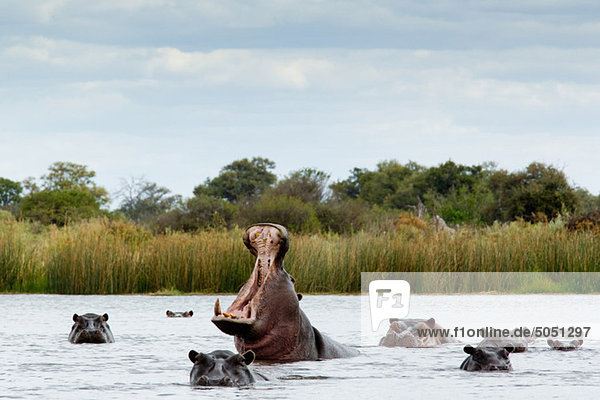 Belligerent hippo in river