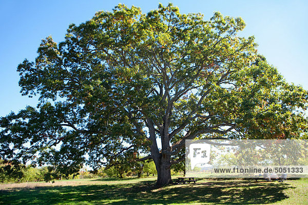 Baum