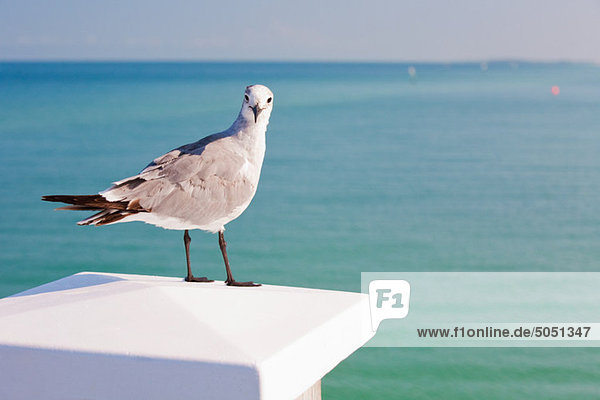 Möwe am Meer