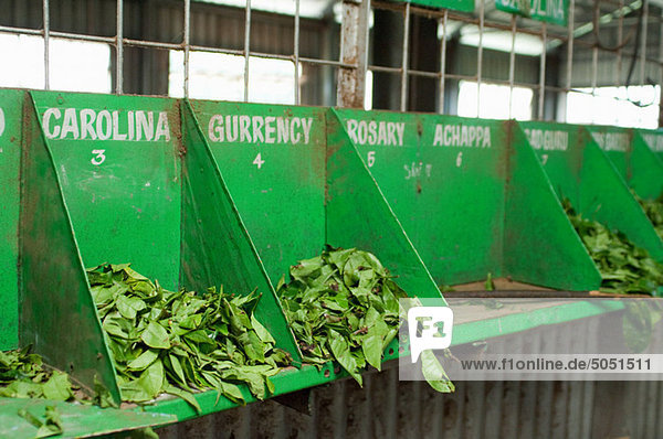 Verschiedene Arten von Tee in Fabrik in Teeplantage  im Nilgiri-Gebirge  Kerala Coonoor sortieren