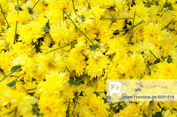 Gelbe Blumen für Verkauf im Markt  Mysore  Indien