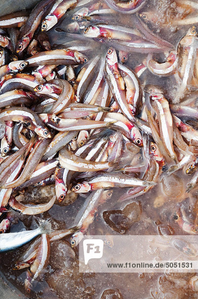 Sardellen zum Verkauf am Morgen Fischmarkt  Golf von Bengalen  Tamil Nadu