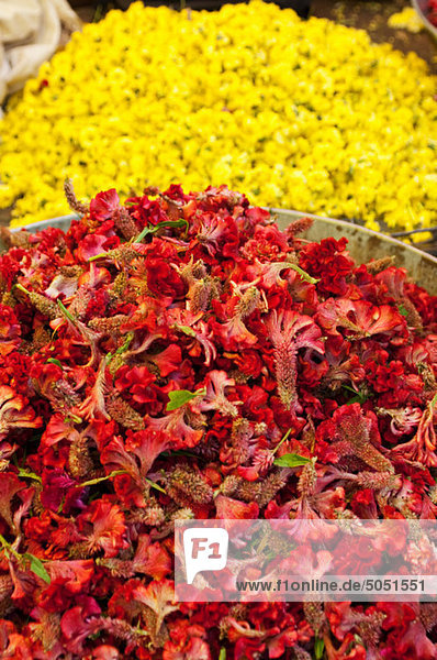 Rote und gelbe Blumen zum Verkauf an Markt  Mysore  Karnataka