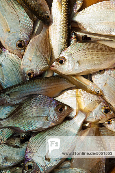 Zum Verkauf an Morgen Fische Fischmarkt  Golf von Bengalen  Tamil Nadu