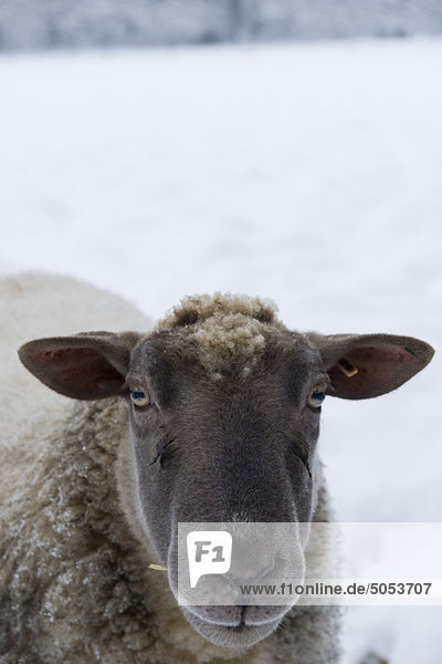 Schaf schaut in die Kamera  Nahaufnahme