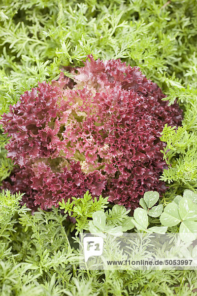 Roter Salat und Karottengrün auf dem Feld