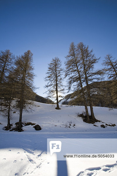 Bäume im Schnee