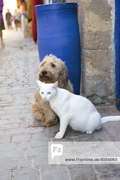 Katze und Hund sitzen zusammen auf dem Bürgersteig