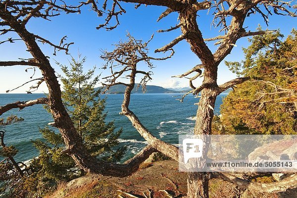 Baum mit Ozean im Leuchtturm-Park in West Vancouver  British Columbia  Kanada