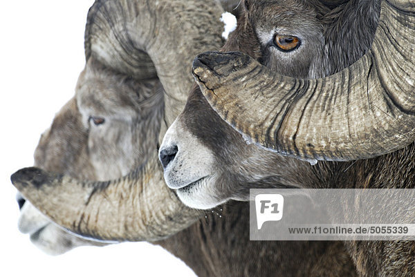 'A close up horozontal side view portrait of two Rocky Mountain Bighorn Sheep ' Ovis canadensis'