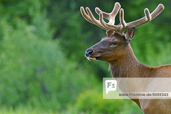A side portrait of a bull Elk [Cervus elaphus] with his early summer antlers not fully developed.