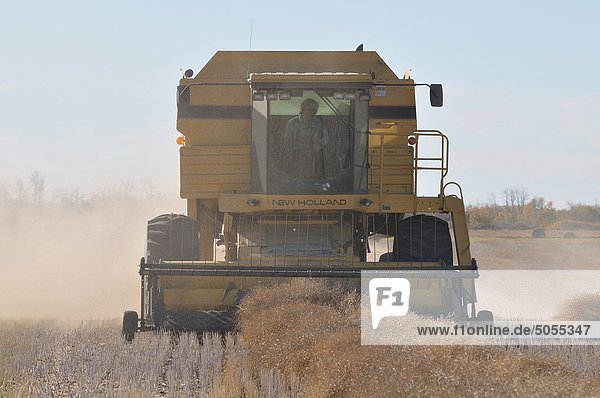 A horozontal front view of a combine harvester processing raw wheat growing in a farm field.