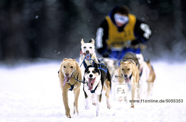 A selective focus image of a sled dog racer mushing head long a seculded section of the snow covered race track.