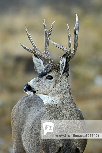 Mature buck mule deer