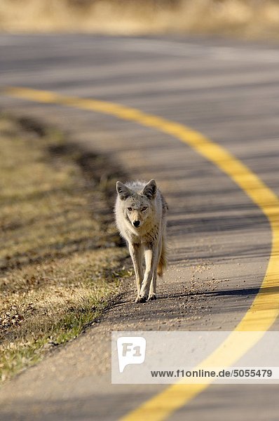 Coyote (Canis Latrans) walking alongside a road