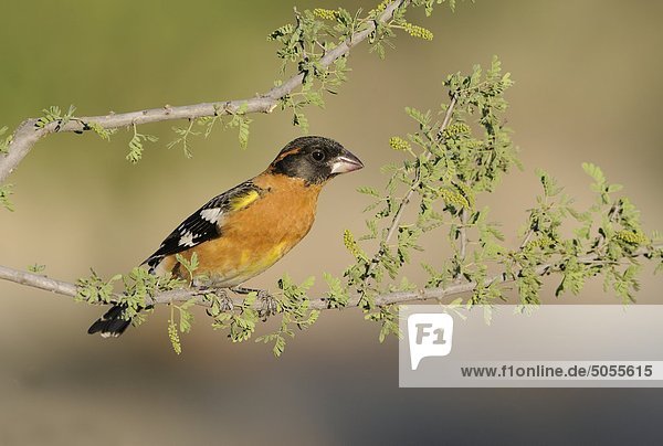 Männlich Schwarzköpfiger Kernbeißer (Pheucticus Melanocephalus) bei Elephant Head Pond  Green Valley  Arizona  USA