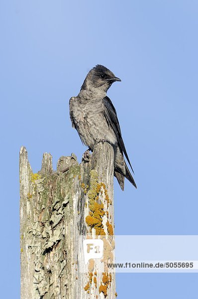 Purple Martin (Progne subis) am besten box Programm Website Esquimalt Lagune - Victoria BC  Kanada