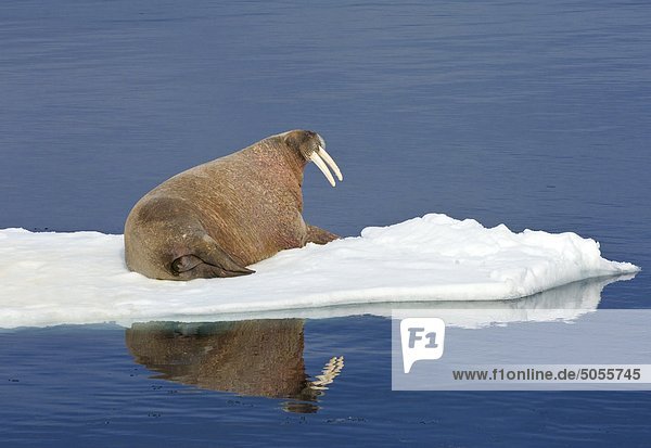Atlantik walrus(es) (Odobenus Rosmarus Rosmarus) auf dem Packeis  Spitzbergen  arktische Norwegen Nichtstun